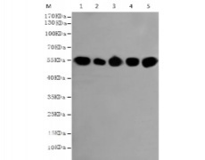 小鼠抗TUBB(HRP-Conjugate)单克隆抗体