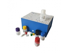 科研人工类主要组织相容性复合体DRβ1(HLA-DRB1)ELISA试剂盒 