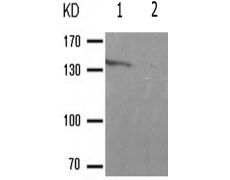 兔抗ABL1(Phospho-Tyr204) 多克隆抗体