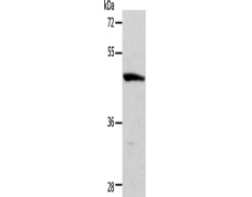 兔抗ACTR3B多克隆抗体