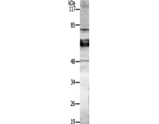 兔抗GAD1/2多克隆抗体 