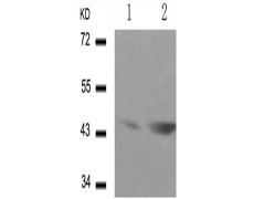 兔抗GATA1 (Phospho-Ser142)多克隆抗体 