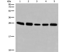 兔抗GATD3B多克隆抗体