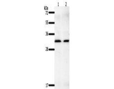 兔抗GEMIN2多克隆抗体  