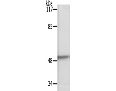 兔抗AKT1(Ab-129) 多克隆抗体