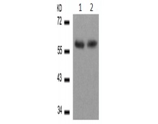 兔抗AKT1(Ab-308)多克隆抗体
