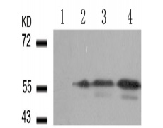 兔抗AKT1 (Phospho-Ser473)多克隆抗体