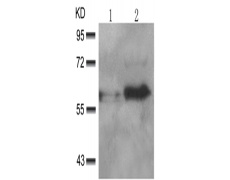 兔抗AKT1 (phospho-Thr450)多克隆抗体