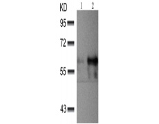 兔抗AKT1/AKT2/AKT3 (phospho-Tyr315/316/312)多克隆抗体