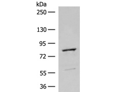兔抗TTC12多克隆抗体