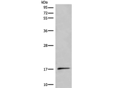 兔抗UCN3多克隆抗体 