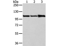 兔抗AP2A1多克隆抗体