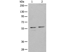 兔抗URI1多克隆抗体 