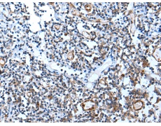 兔抗USP37多克隆抗体