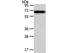 兔抗USP39多克隆抗体