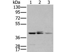 兔抗APOBEC3D多克隆抗体
