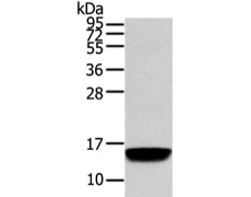 兔抗VAMP5多克隆抗体 