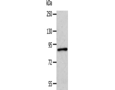 兔抗APPL1多克隆抗体