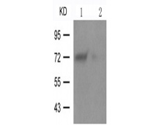 兔抗ATF2 (Phospho-Ser62 or 44)多克隆抗体