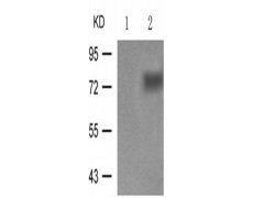 兔抗ATF2 (Phospho-Ser112 or 94)多克隆抗体