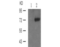 兔抗ATF2 (Phospho-Thr69 or 51)多克隆抗体