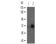 兔抗ATF2 (Phospho-Thr71 or 53)多克隆抗体