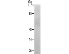 兔抗Atp1a1(Ab-23)多克隆抗体