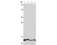 兔抗ATP5IF1多克隆抗体
