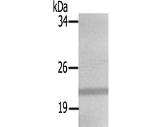 兔抗BAX(Ab-167)多克隆抗体