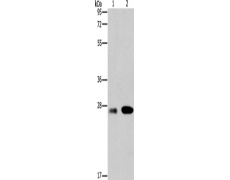 兔抗BCL2A1多克隆抗体