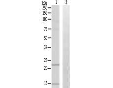 兔抗BCL7A多克隆抗体