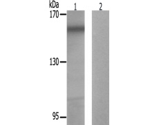 兔抗BLM(Phospho-Thr99)多克隆抗体