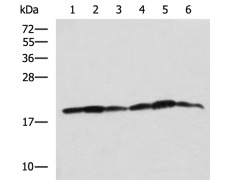 兔抗BLOC1S6多克隆抗体