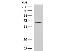 兔抗BRD9多克隆抗体