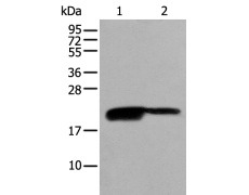 兔抗BRI3BP多克隆抗体