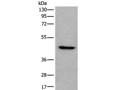 兔抗BRS3多克隆抗体
