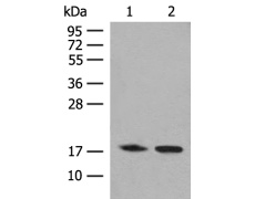 兔抗C8orf44多克隆抗体