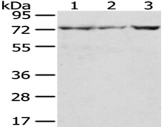 兔抗C10orf2多克隆抗体