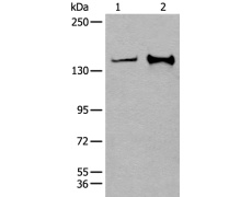 兔抗CAPN15多克隆抗体