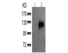 兔抗CBL (phospho-Tyr700)多克隆抗体