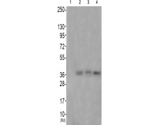兔抗CCNC(Phospho-Ser275)多克隆抗体