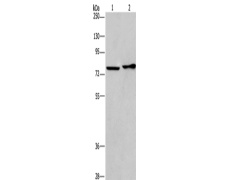 兔抗CD33多克隆抗体
