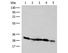 兔抗CD48多克隆抗体