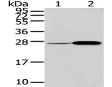 兔抗CD79A多克隆抗体
