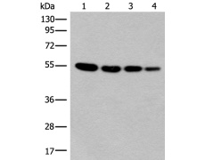 兔抗CD276多克隆抗体