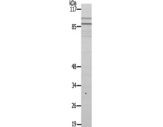 兔抗ZNF148多克隆抗体   