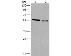 兔抗CDKL2多克隆抗体