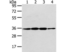 兔抗CDX2多克隆抗体