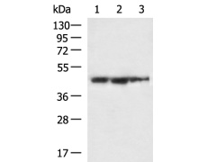 小鼠抗ACTA1单克隆抗体  