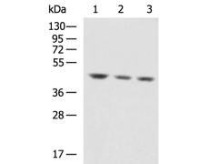 小鼠抗ACTA2单克隆抗体  